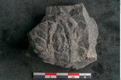 Foto (Detailansicht) von Asplenium hochstetteri Unger (NHMW-GEO-2024-0188-10301)